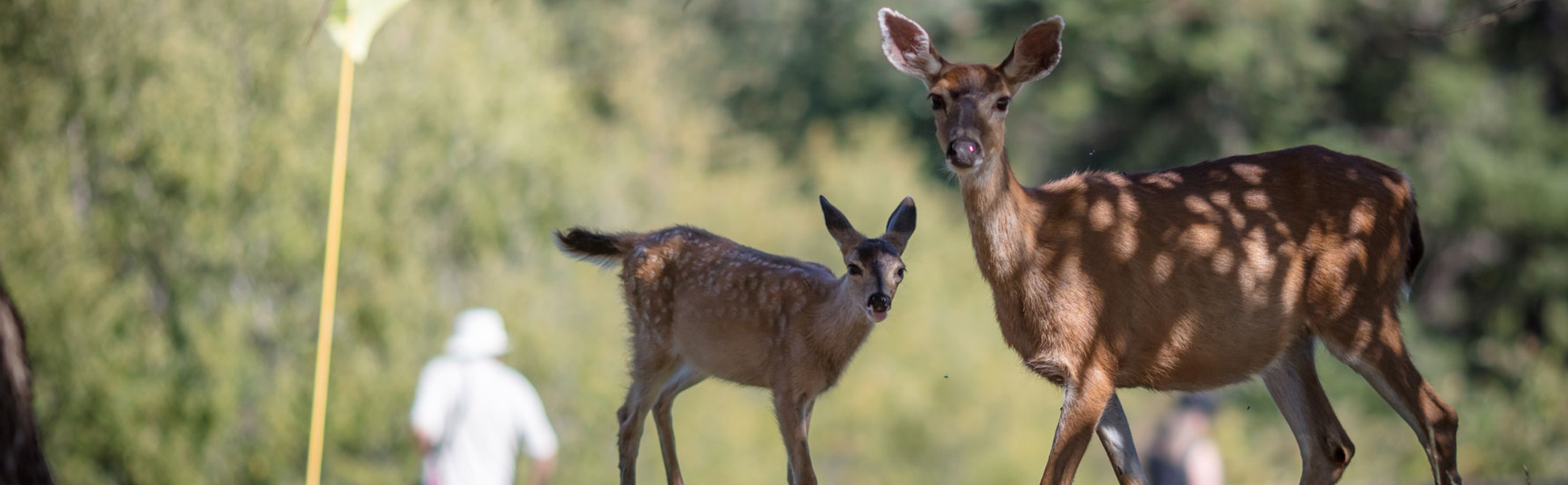 deer and fawn on golf course green